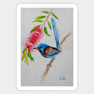 Beautiful Blue Wren - bird art - painting Sticker